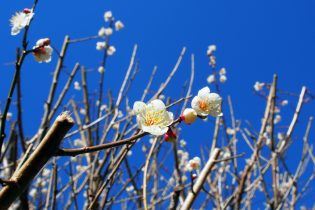 湯河原　梅を楽しむ季節