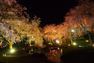 真鶴しだれ桜の宴