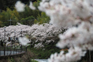 熱海市泉　千歳川の桜