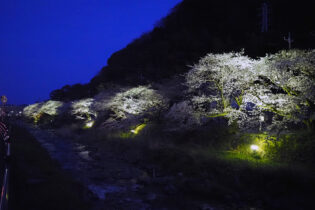 千歳川沿いの桜