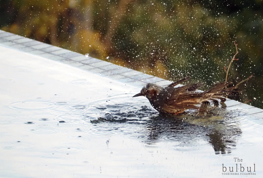 The bulbul