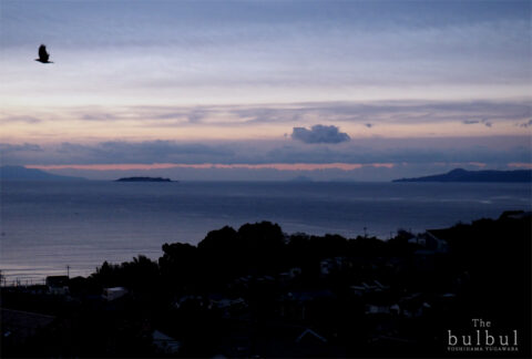 湯河原　吉浜「The bulbul」