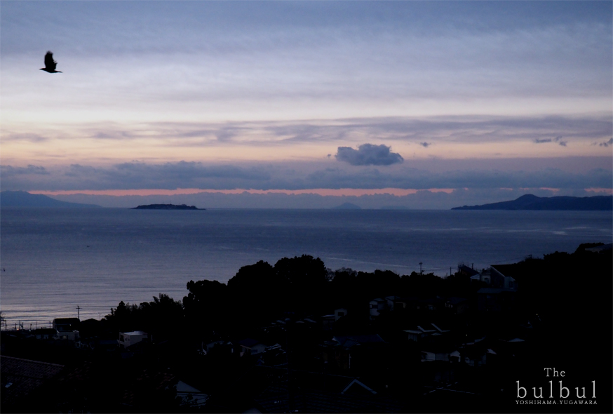 湯河原　吉浜「The bulbul」